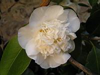 Camelia (Photo F. Mrugala) (2)